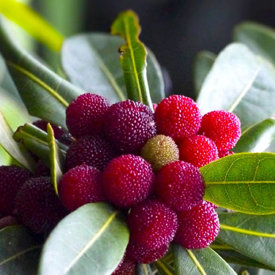 Bayberry 9oz Soy Candle